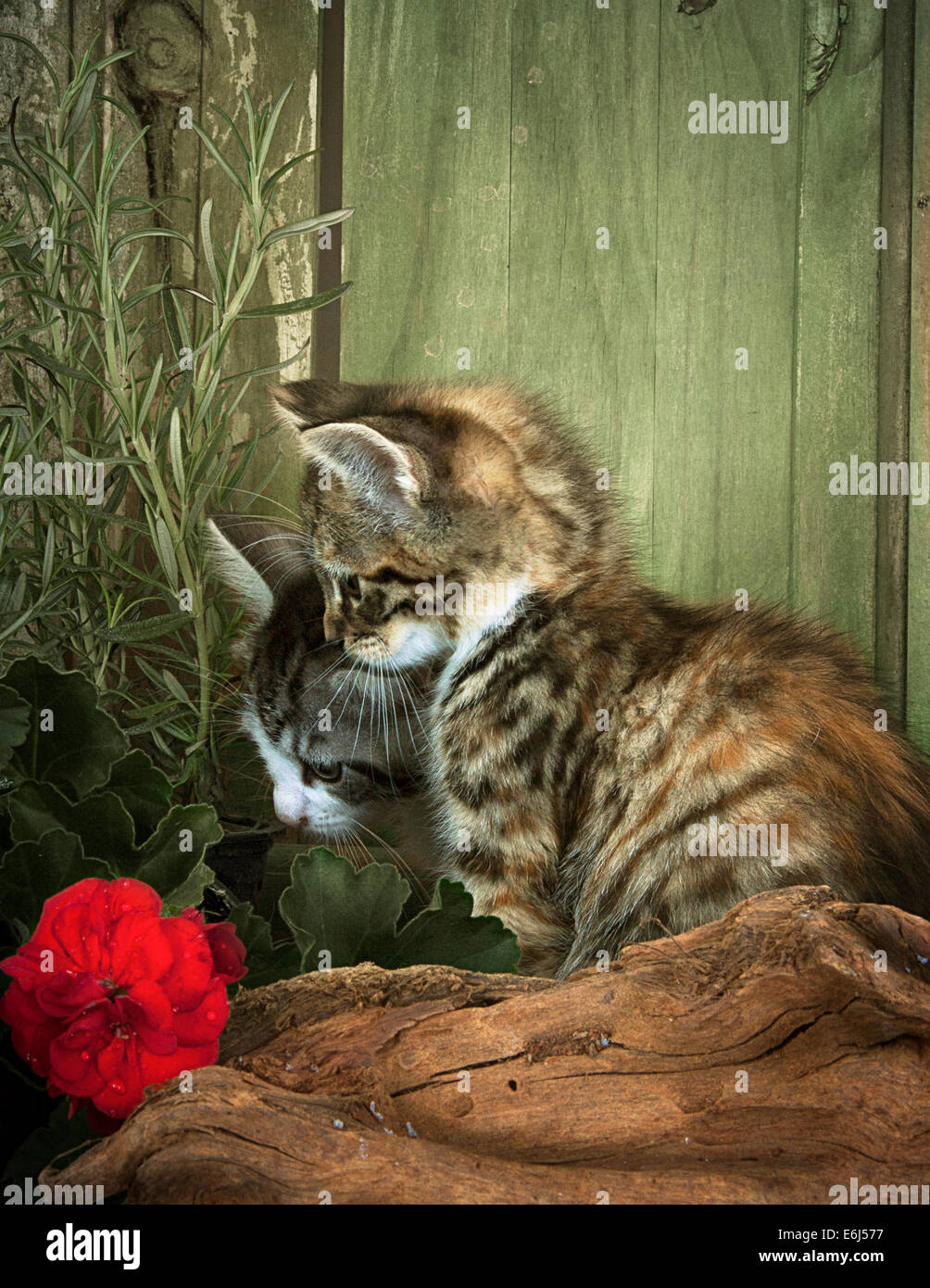 Deux chatons avec séance de fleurs par une porte Banque D'Images