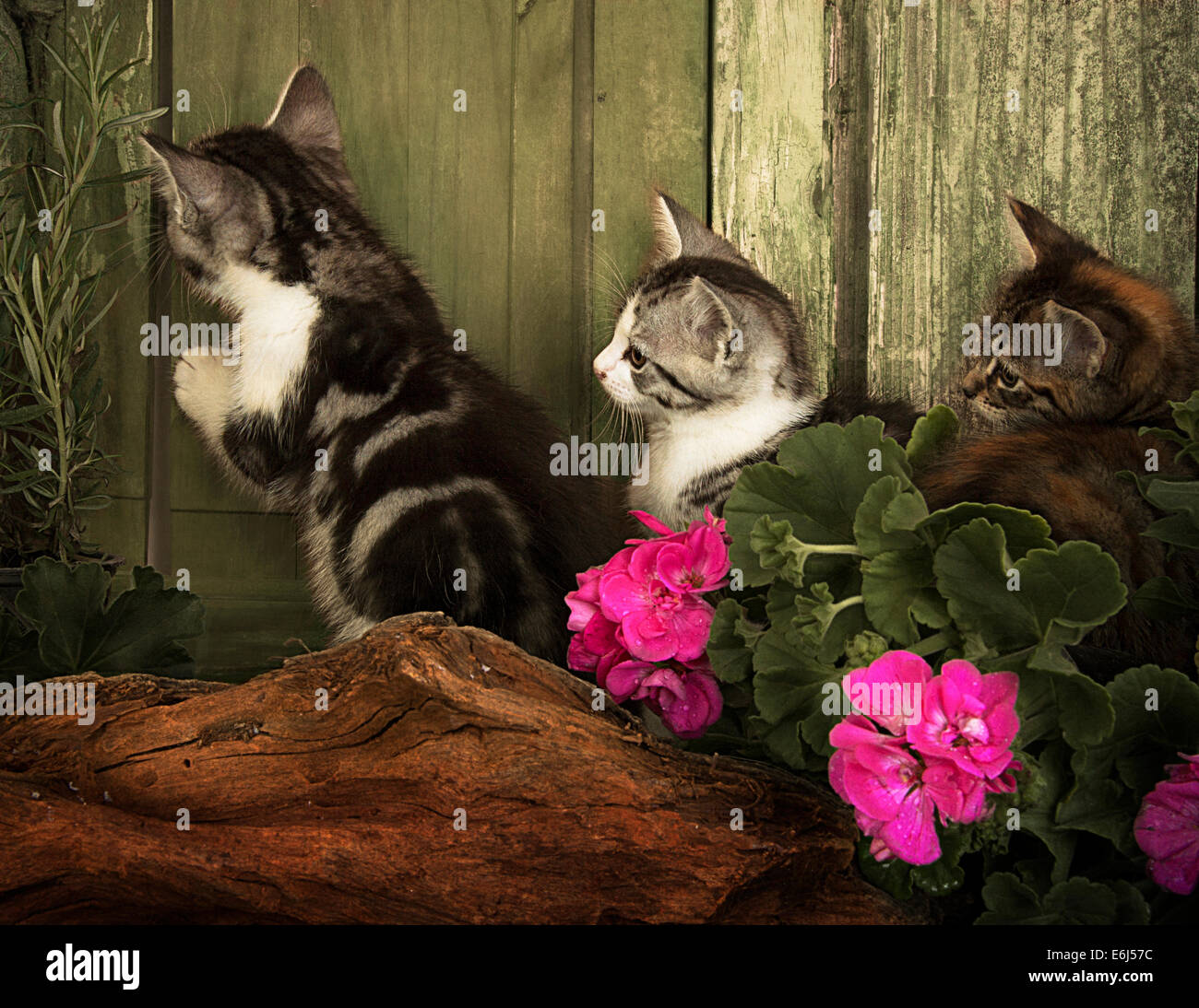 Trois jeunes chatons à une porte Banque D'Images