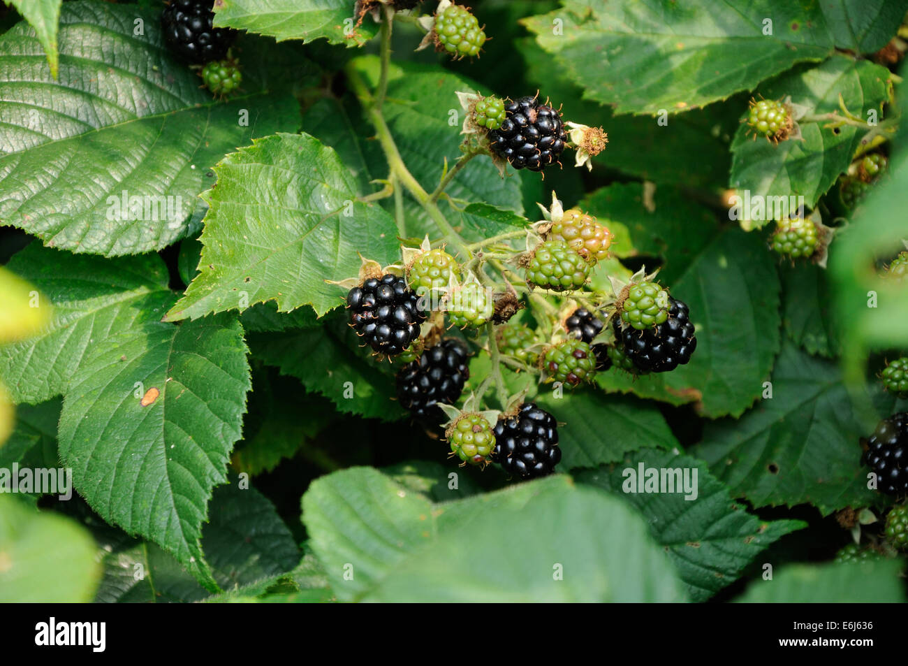 Petits fruits encore verts et mûrs de blackberry sur la feuille Banque D'Images