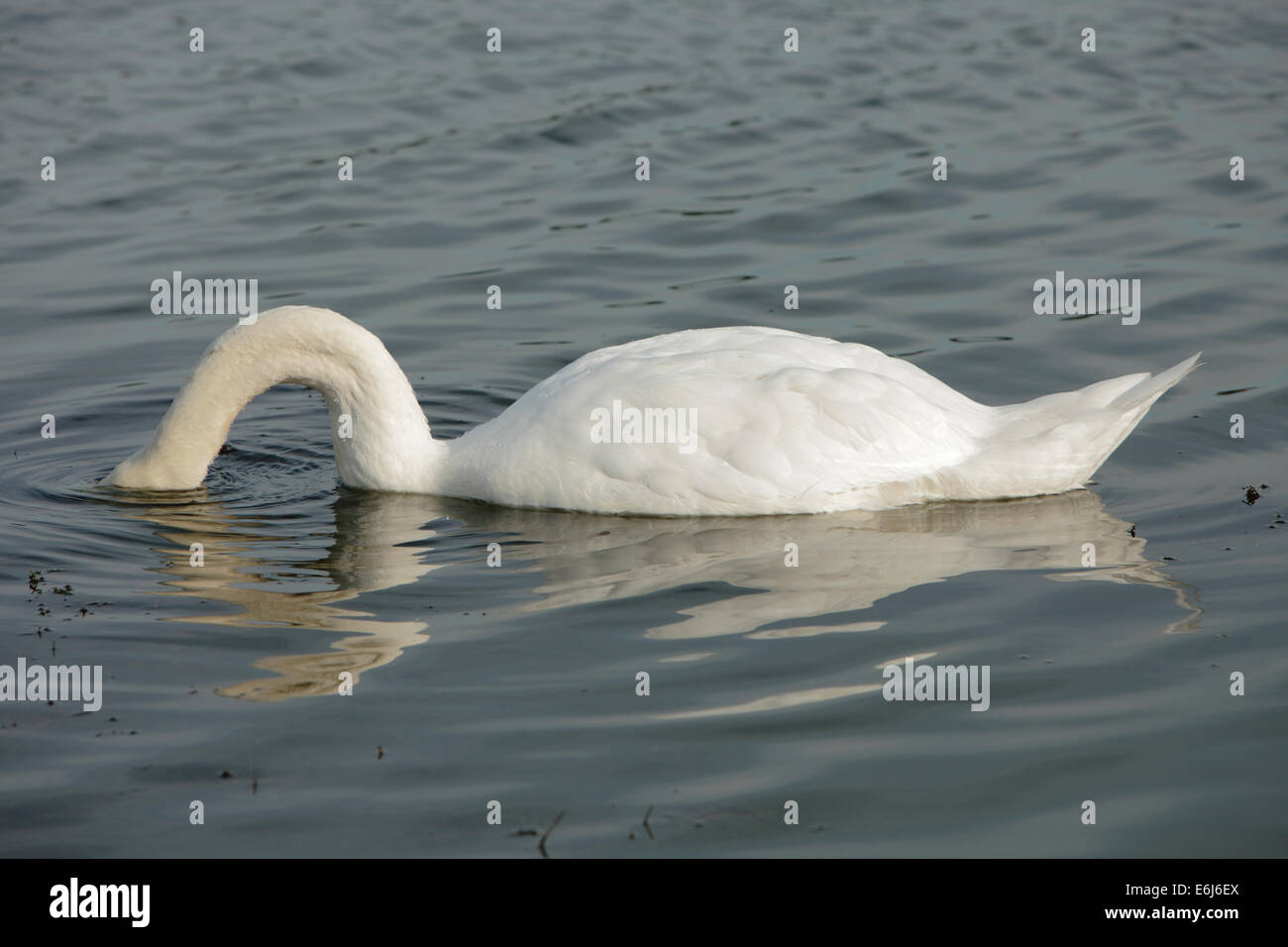 Cygne muet d'avance avec la tête sous l'eau Banque D'Images