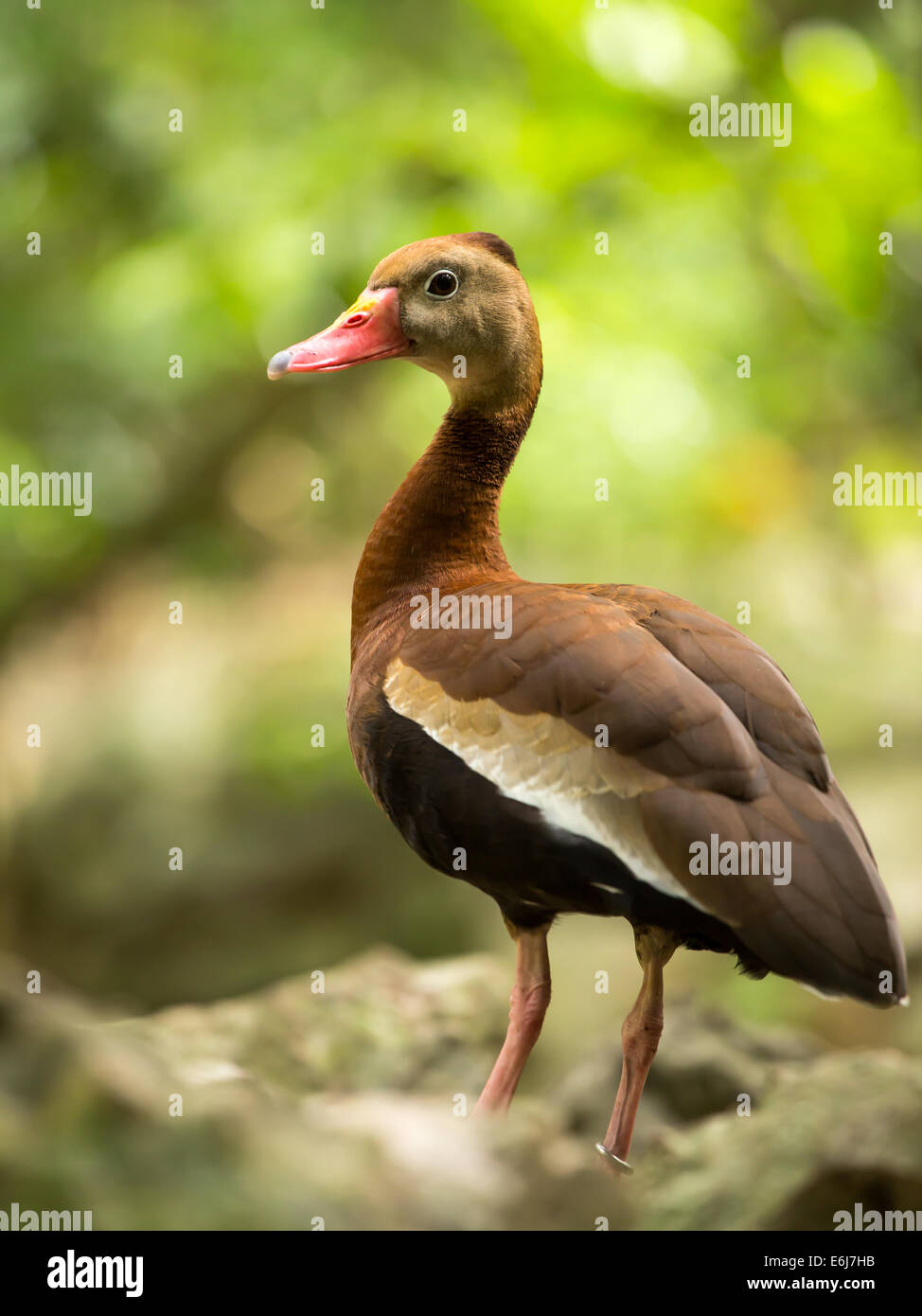 Belle Black-bellied whistling duck arbre au Mexique Banque D'Images