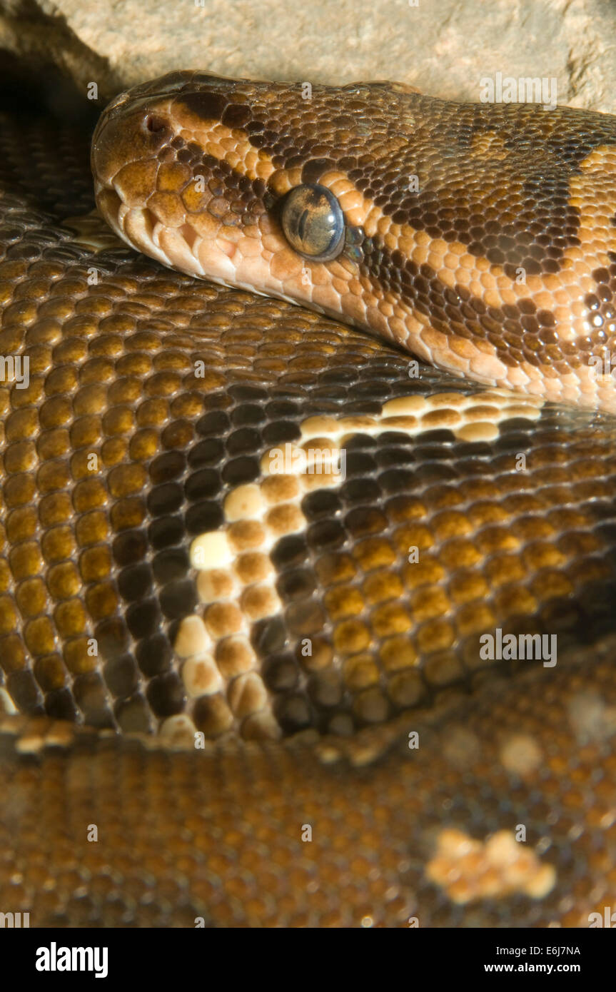 Python nain Banque de photographies et d’images à haute résolution - Alamy