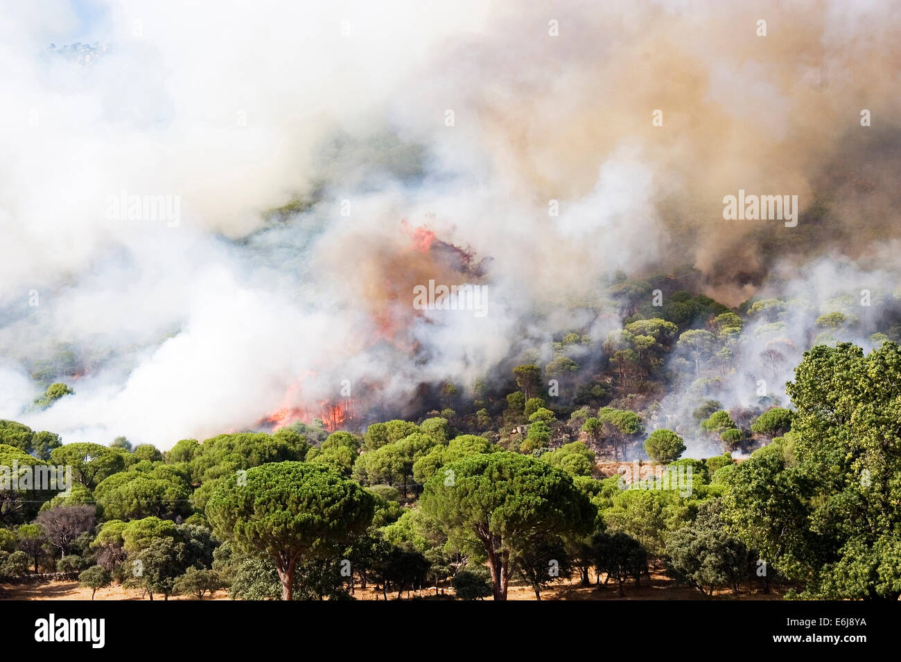 Le feu dans les forêts de montagne de la Sierra de Gredos, Ávila Banque D'Images