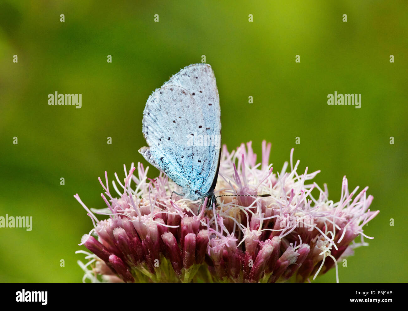 Holly Blue Butterfly se nourrissant de fleur Agrimony de chanvre. Tir de Steyning, Worthing, Sussex, Angleterre. Banque D'Images