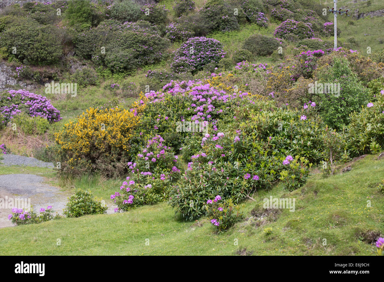 Rhododendrons Rhododendron ponticum envahissantes répandre sur Isle of Mull Ecosse Banque D'Images