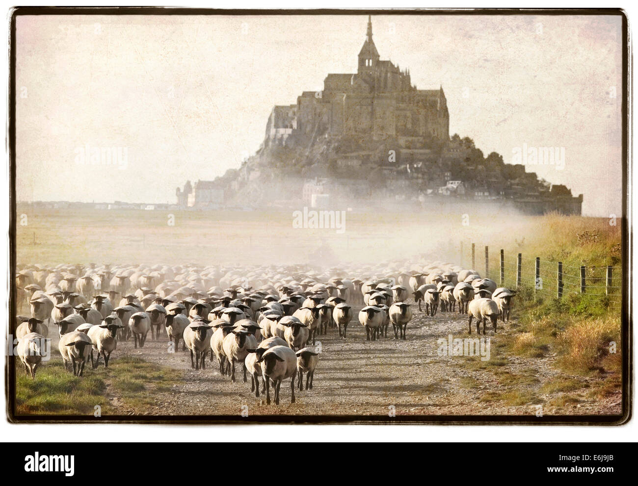 Les moutons étaient rassemblés à la maison en fin de journée à proximité du Mont Saint Michel, La Rive, Normandie, France. Photo par Janet Porter Fiérement. Banque D'Images