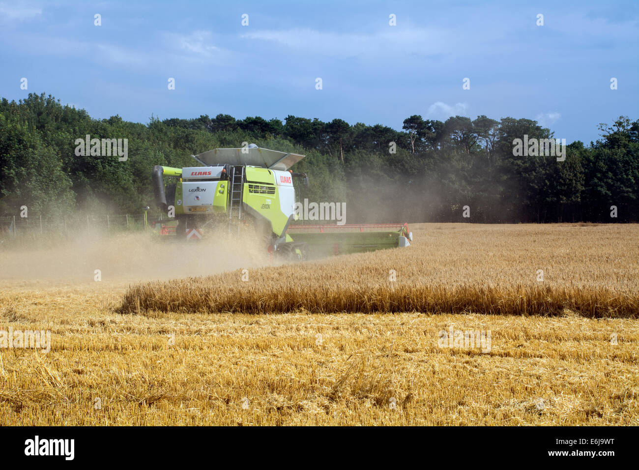 Une moissonneuse-batteuse travaillant dans un champ de blé. Banque D'Images
