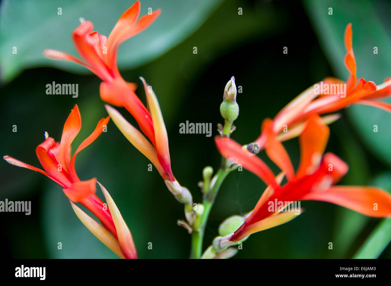 Des fleurs dans la forêt tropicale. Banque D'Images