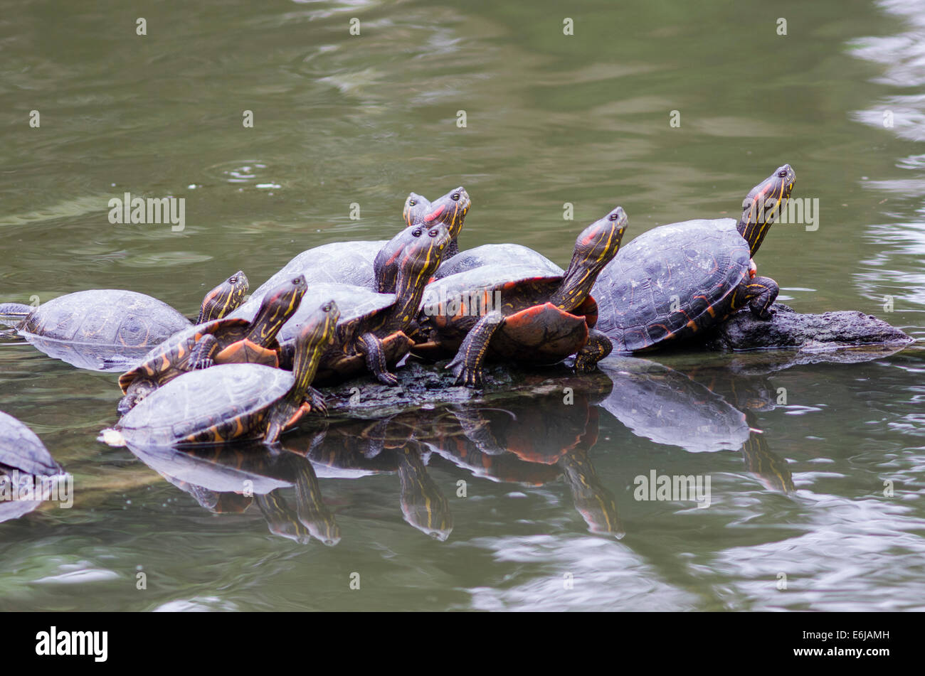 Arrau (Podocnemis expansa turtle river) dans le zoo de Lima. Banque D'Images