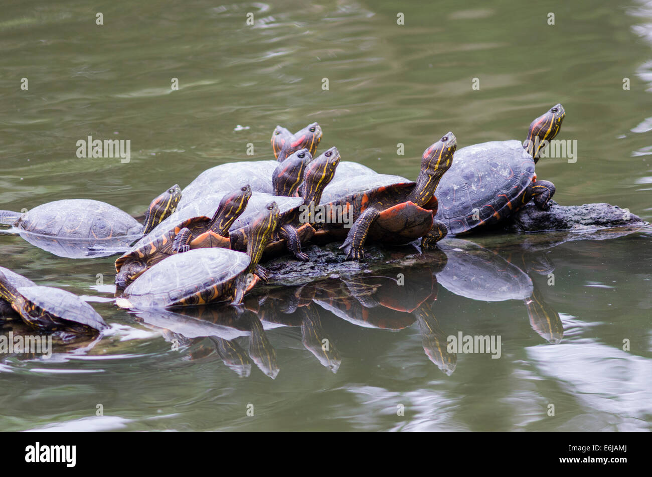 Arrau (Podocnemis expansa turtle river) dans le zoo de Lima. Banque D'Images