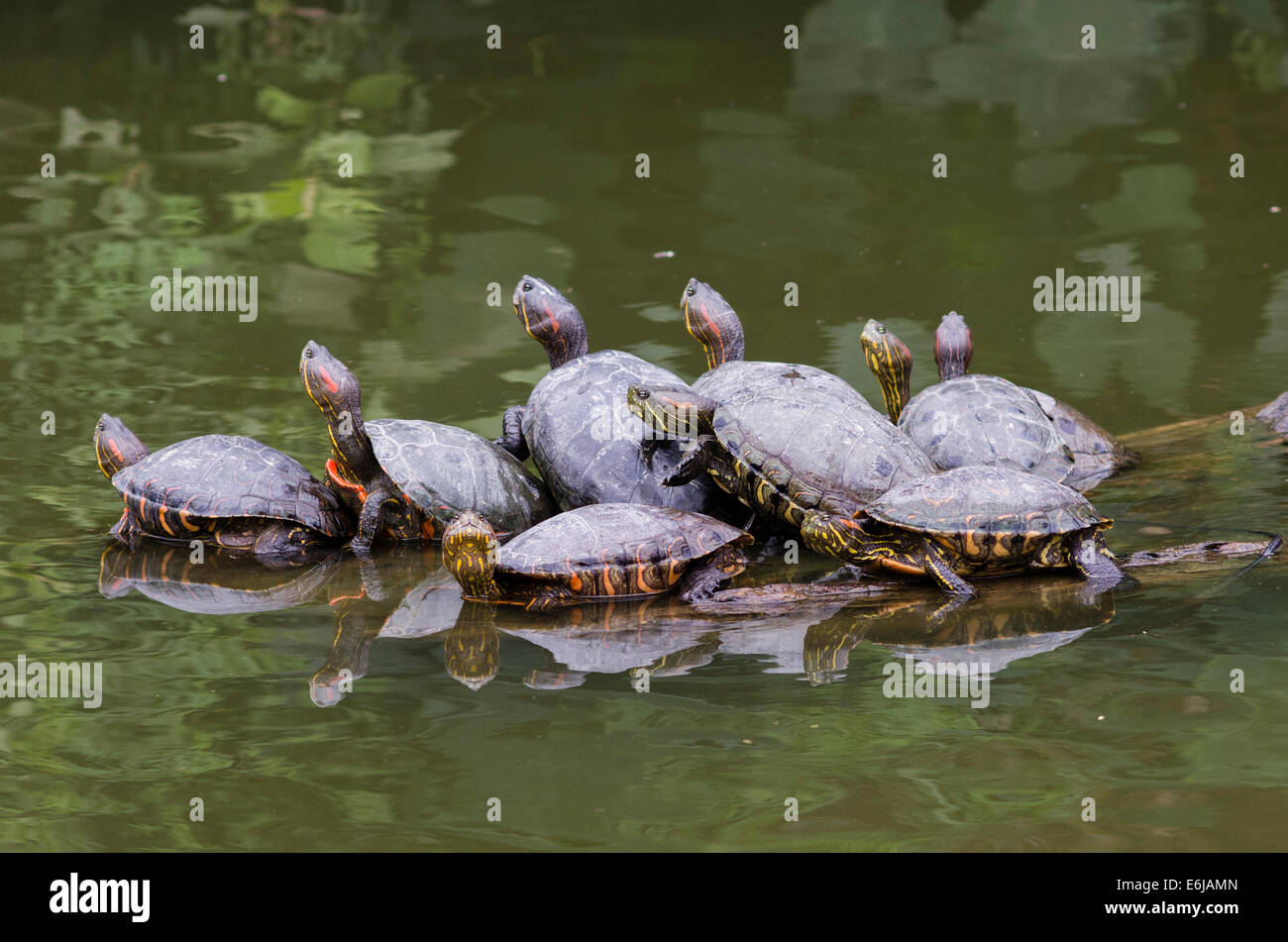 Arrau (Podocnemis expansa turtle river) dans le zoo de Lima. Banque D'Images