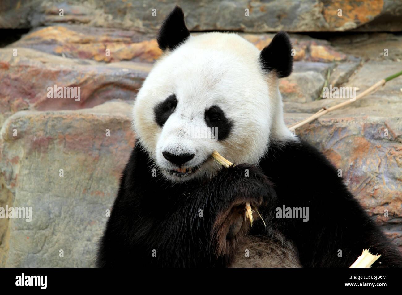 Panda géant en bambou à mâcher le Zoo d'Adélaïde en Australie Banque D'Images