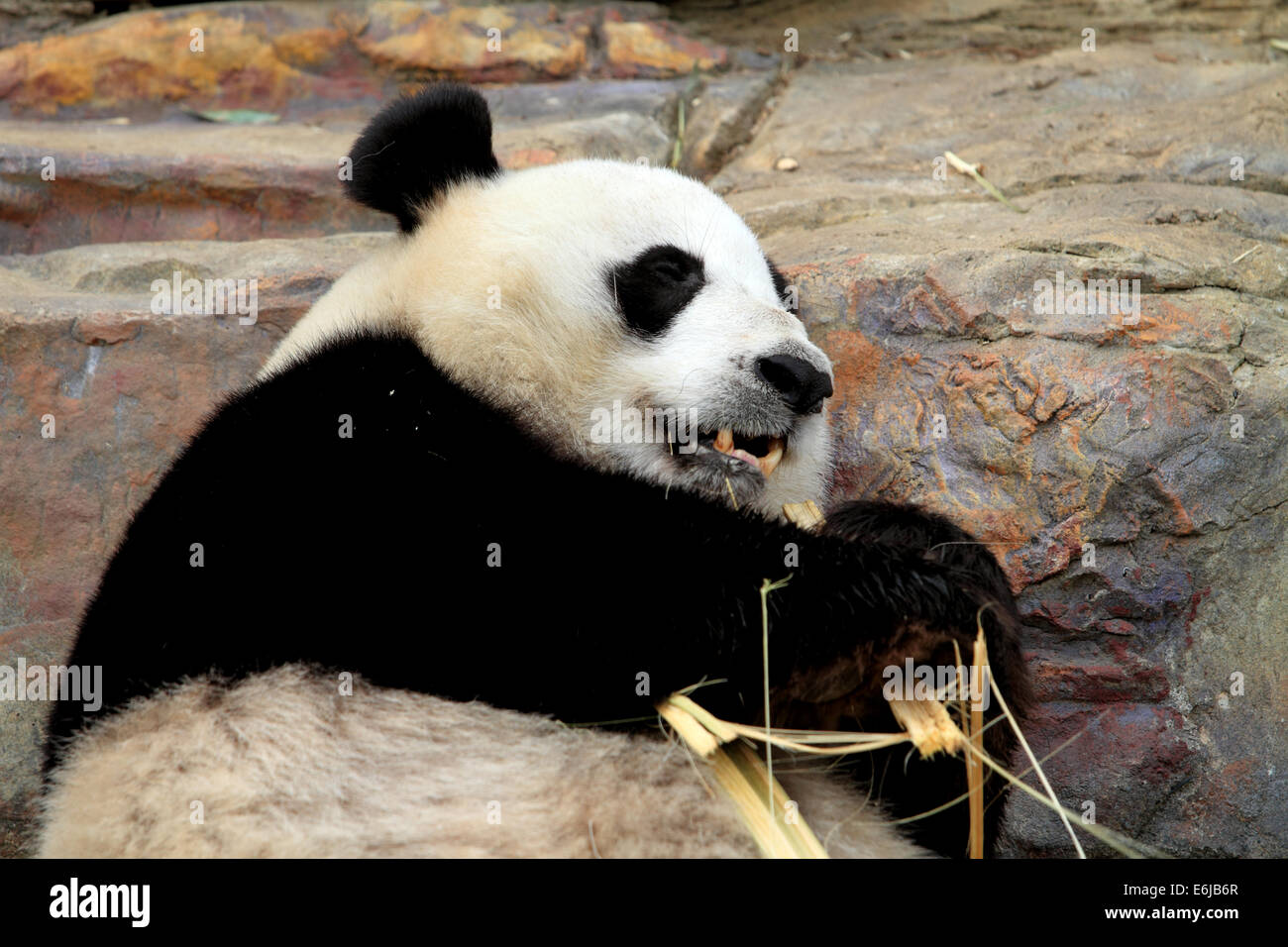 Panda géant en bambou à mâcher le Zoo d'Adélaïde en Australie Banque D'Images
