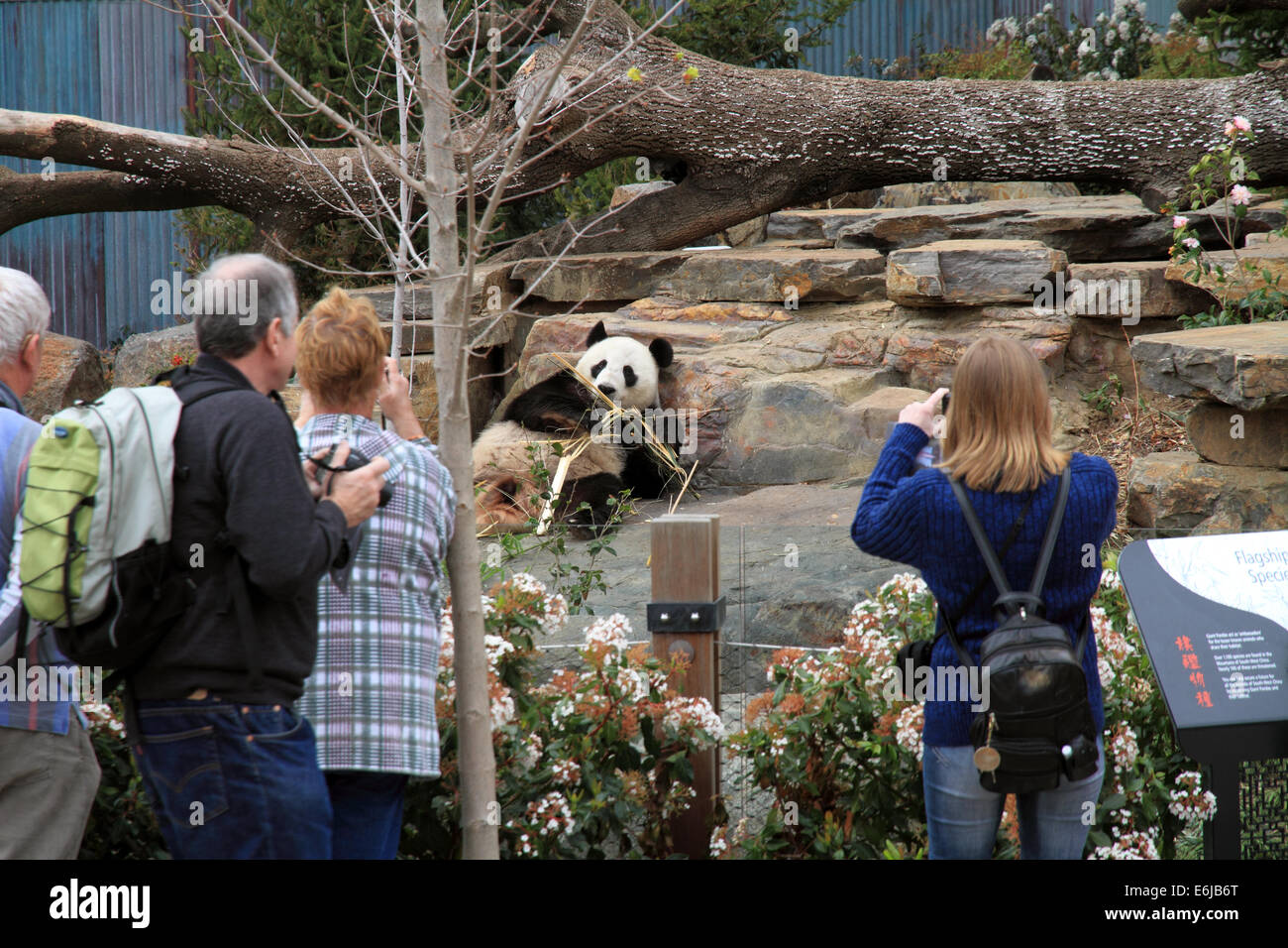 Les visiteurs du zoo d'Adélaïde à recueillir le Panda Géant à observer une exposition de deux pandas au zoo Banque D'Images