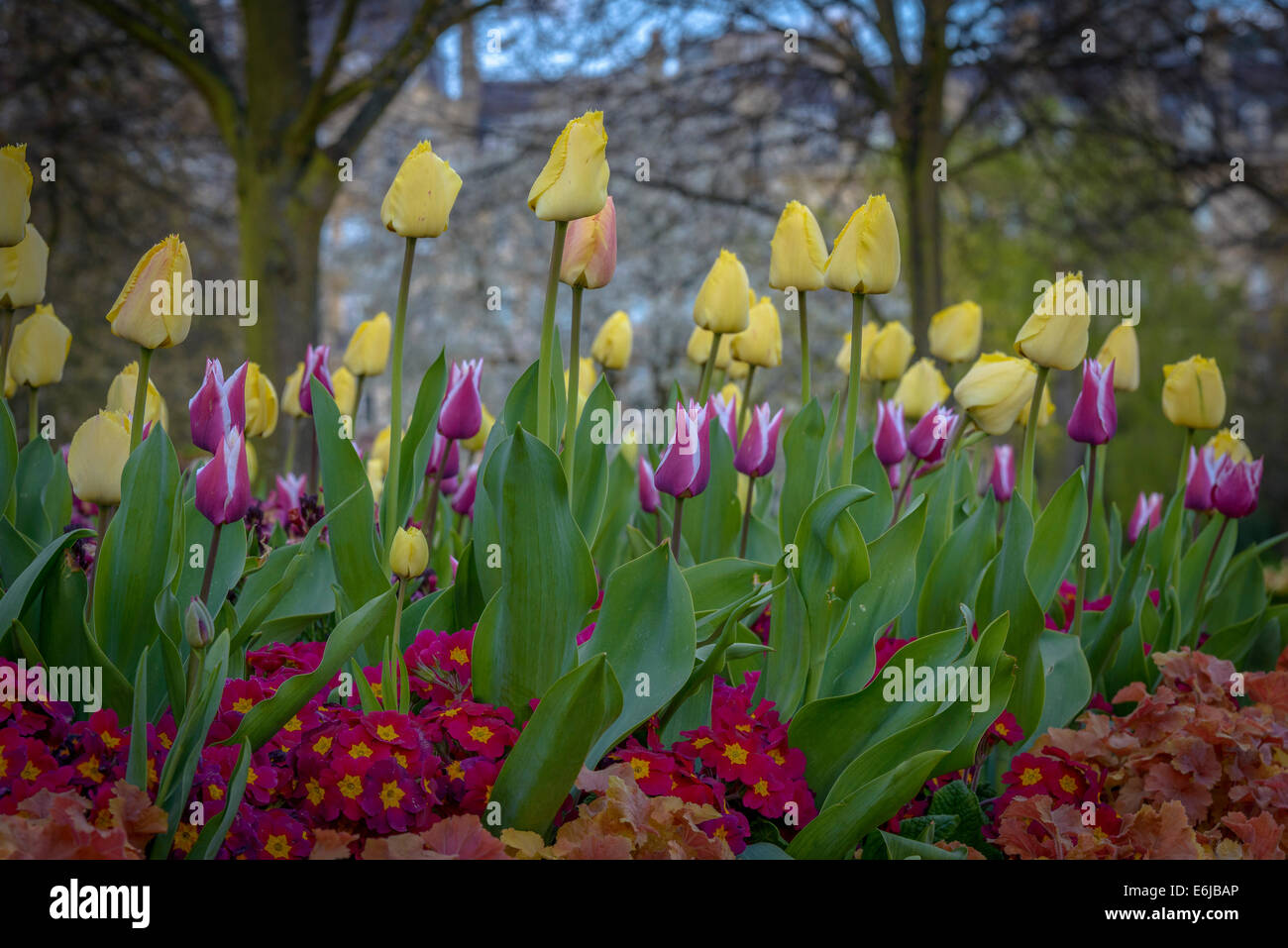 Regent's Park est l'un des monuments de Londres, et l'un des parcs royaux. Il est situé au nord-ouest de Londres et l'hôte le Zoo de Londres Banque D'Images