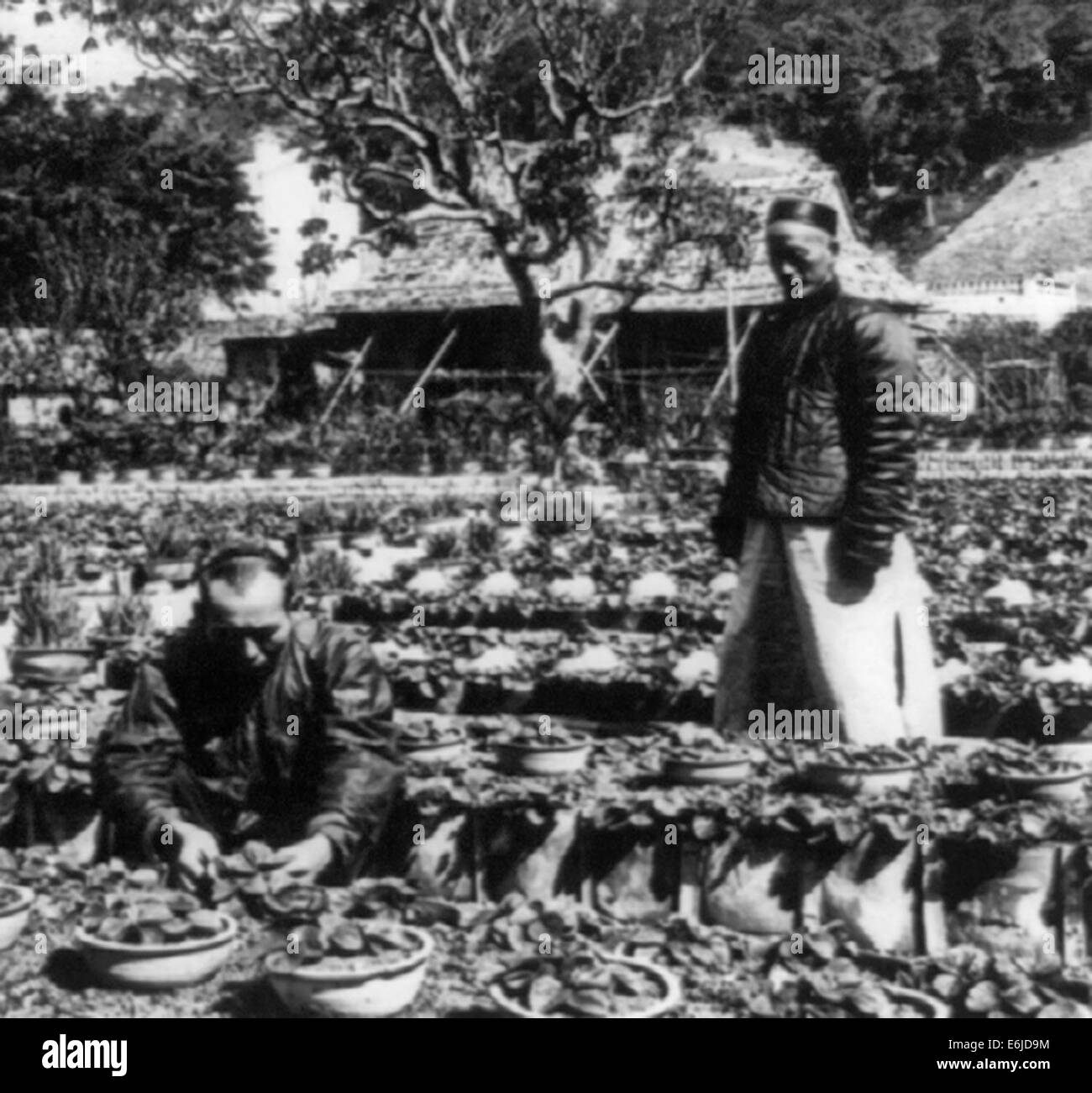 Un jardin de fraises chinoises. Propriétaire et coolie, Chine, vers 1902 Banque D'Images