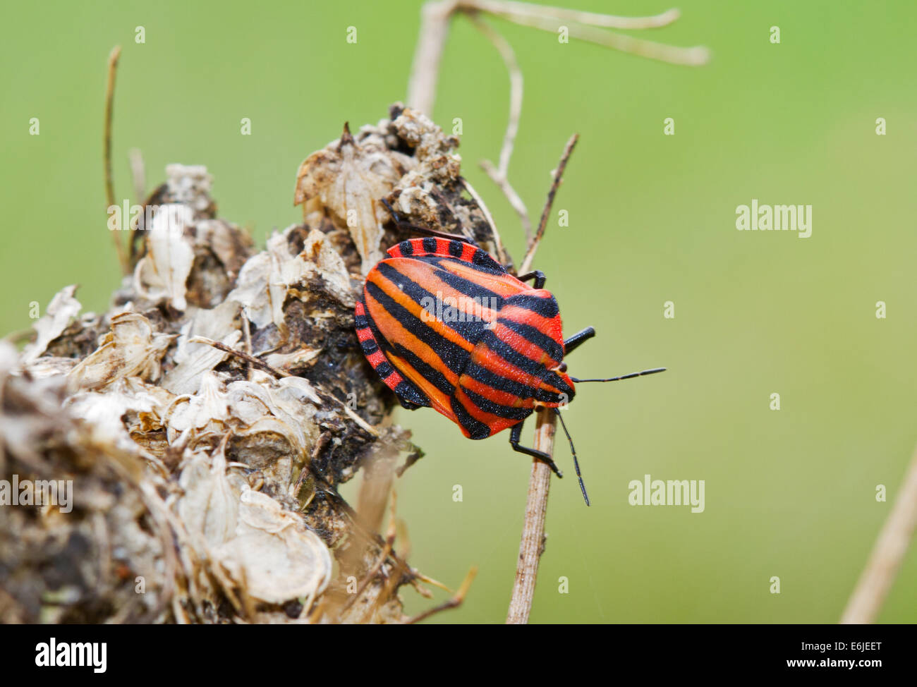 Striped-Bug italien, également connu sous le nom de Ménestrel Bug, un bouclier à rayures orange et noir bug Banque D'Images