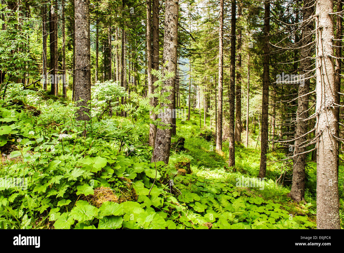 La forêt à la base de la Chutes de Krimml en Autriche. Banque D'Images