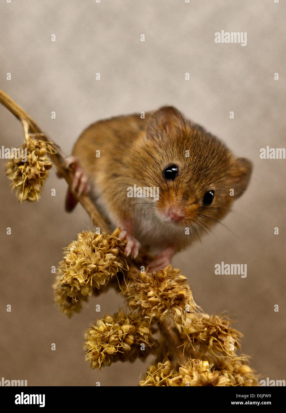 Micromys minutus (souris) Banque D'Images