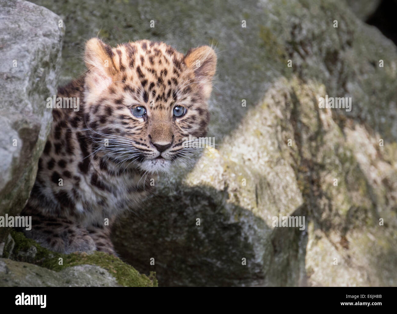 Femme panthère cub sur les roches Banque D'Images