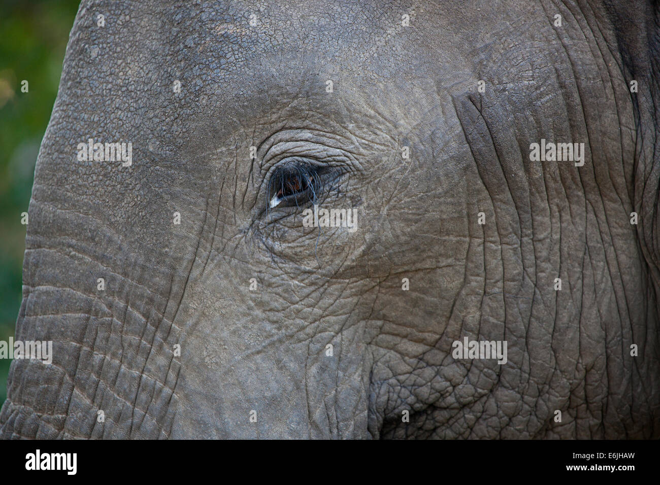 Fermer les yeux jusqu'à l'éléphant Banque D'Images