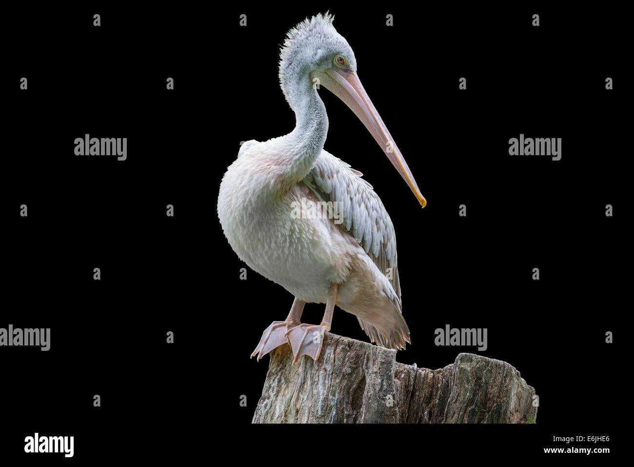 Pelican portrait isolé sur fond noir Banque D'Images
