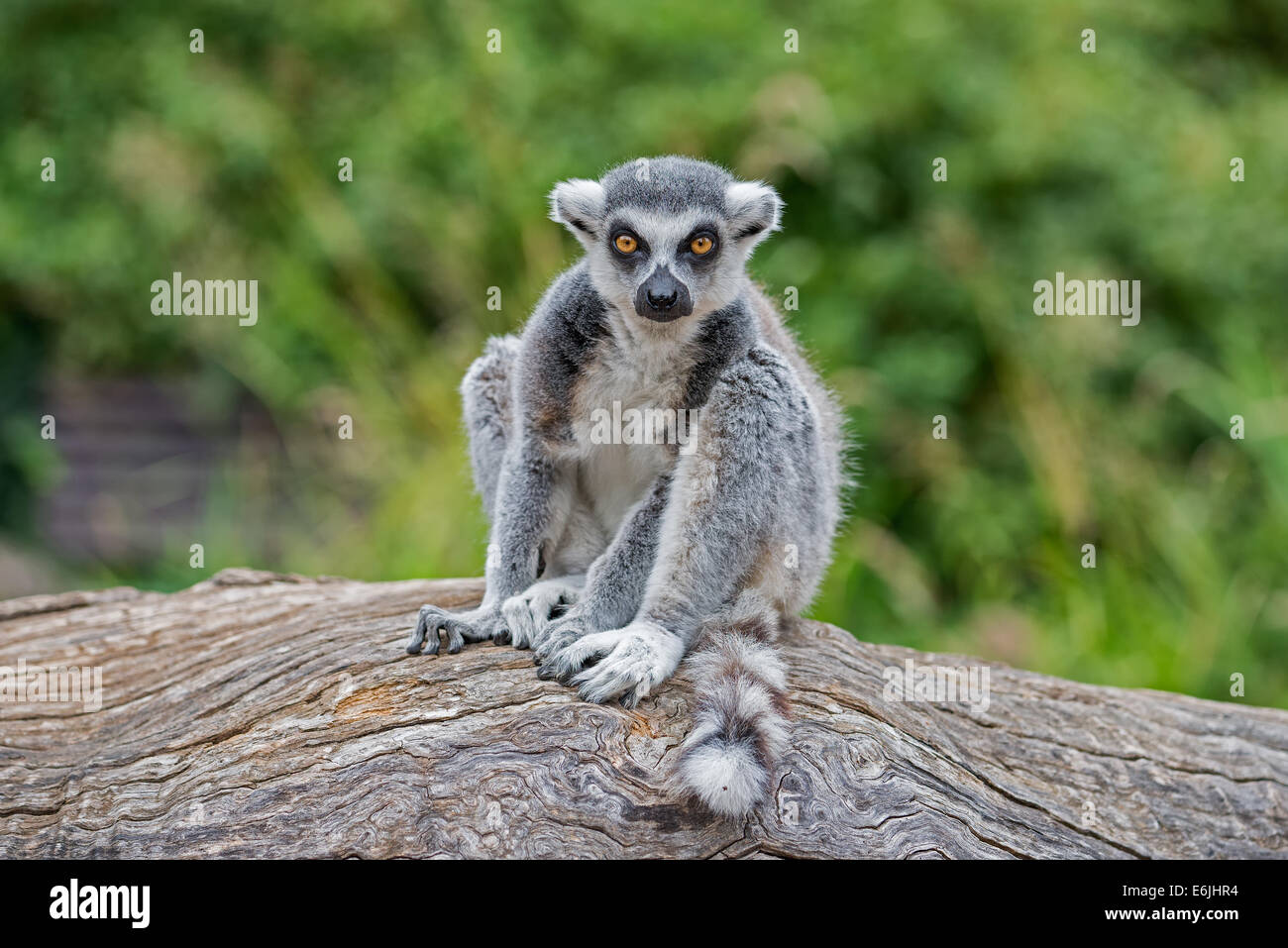 Untitled Document (Lemur catta) Banque D'Images