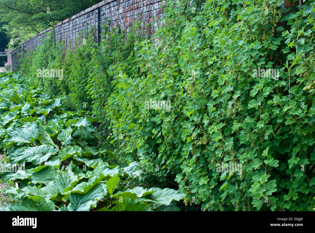 L'espalier fruits arbustes poussant dans un jardin clos pays Banque D'Images