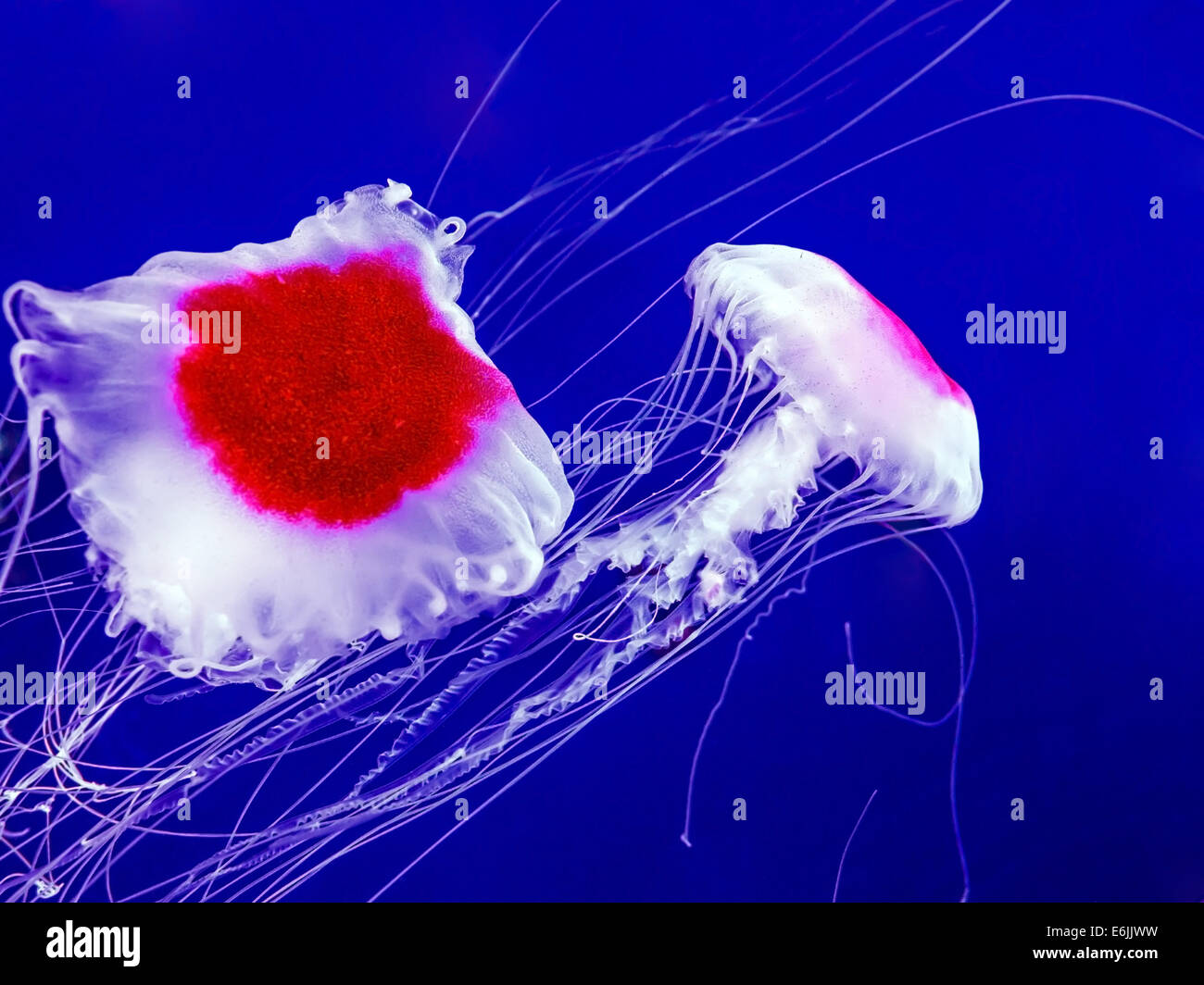 Paire de méduses dans la mer bleue profonde Banque D'Images