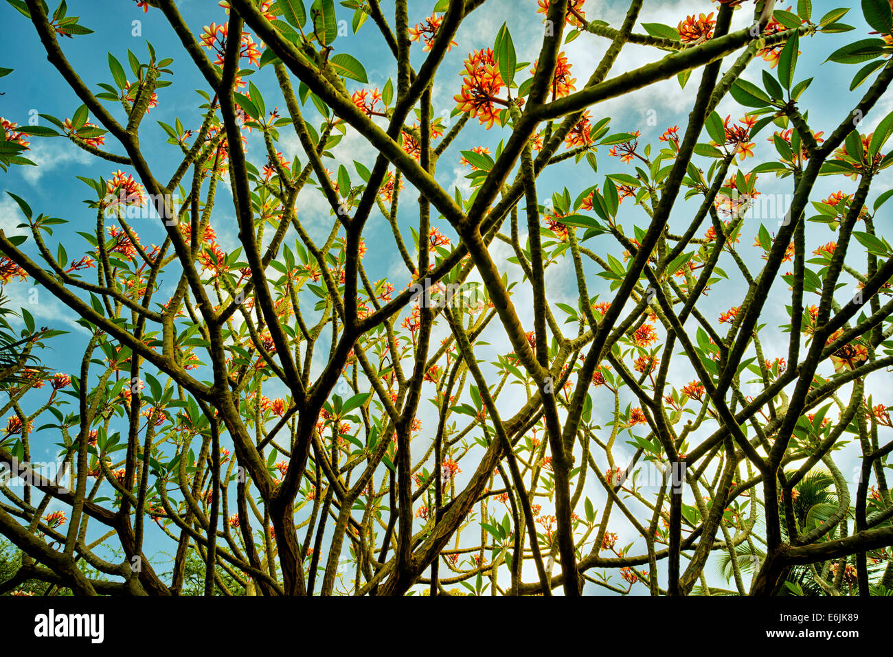 Frangipani ou plumaria bush avec des fleurs. Lanai, Hawaii. Banque D'Images