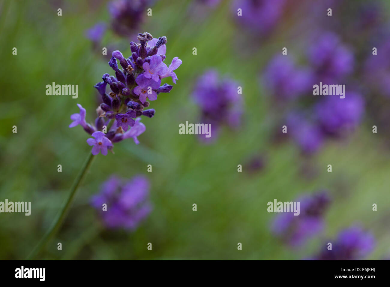 Close-up d'une seule tige de Lavande fleurs avec tiges à l'arrière-plan flou photographié à l'aide d'une grandeur macro lens en lumière douce. Banque D'Images