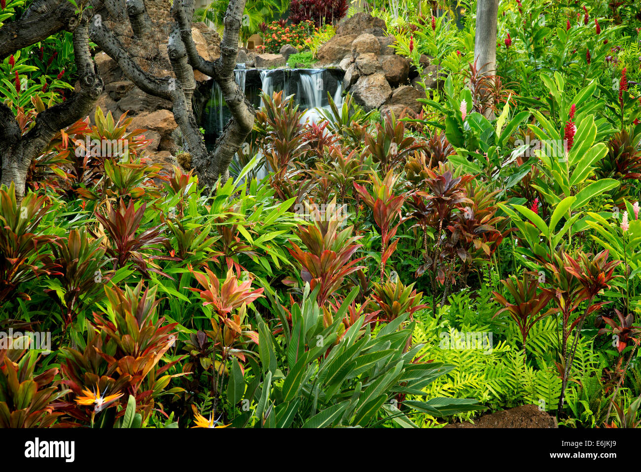 Jardin avec chutes d'eau à quatre saisons. Lanai, Hawaii. Banque D'Images