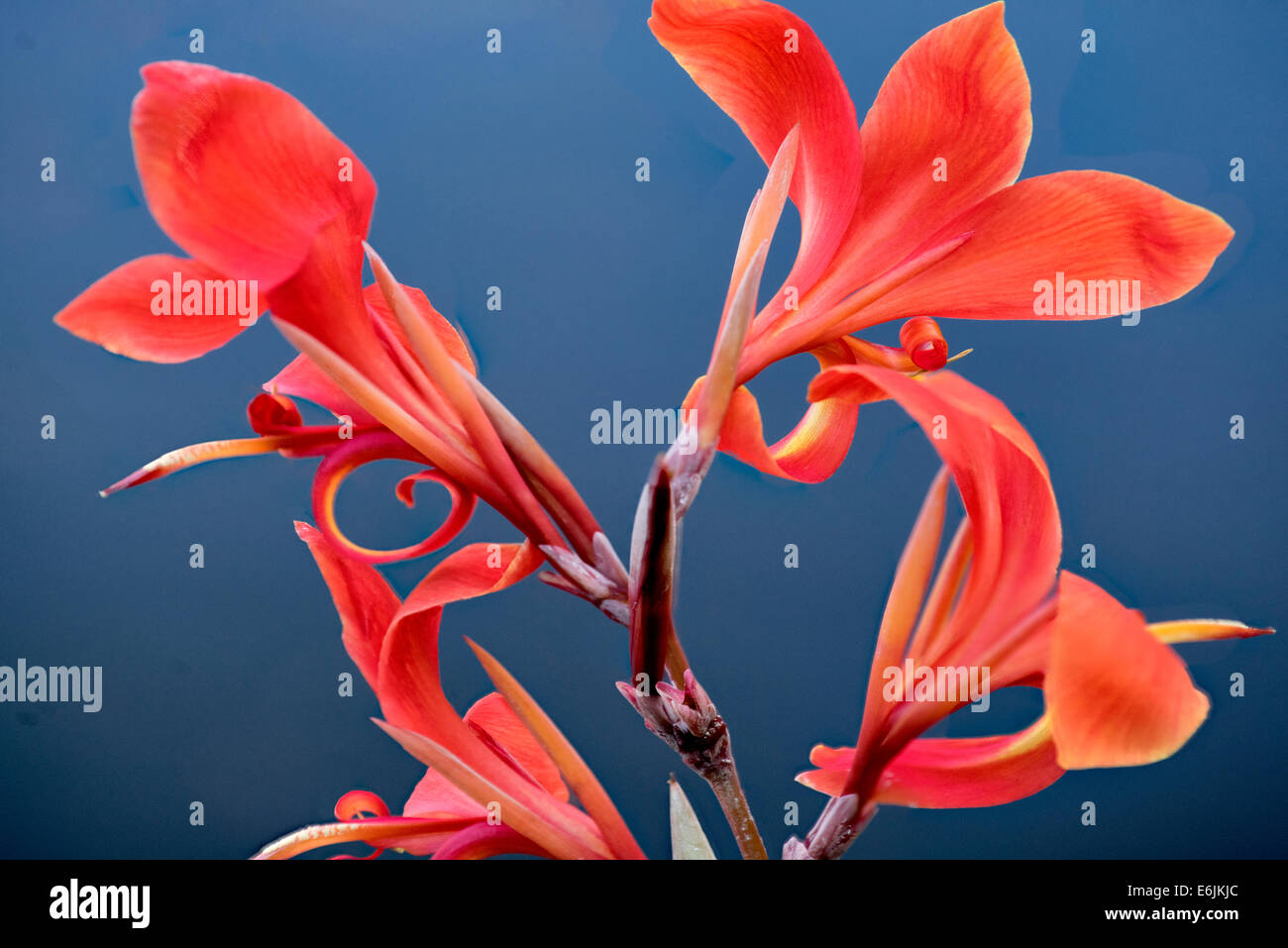 Close up of tropical Flower. Lanai, Hawaii Banque D'Images