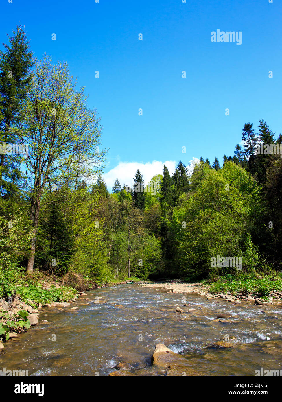 Flux rapide dans une forêt en Bieszczady, Pologne Banque D'Images