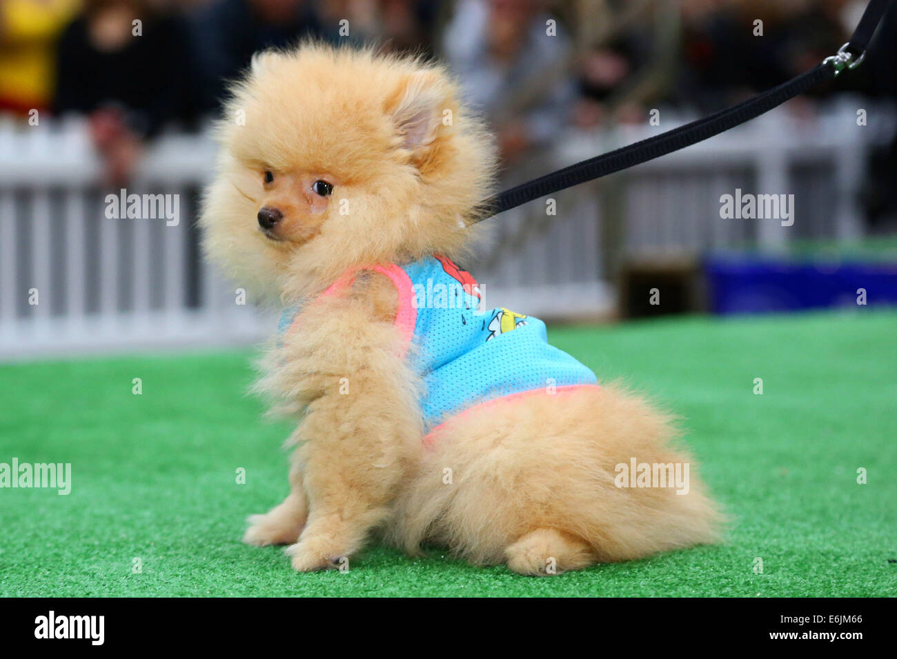 Londres, Royaume-Uni. 25 août 2014. Pringles Larry montre son côté mignon dans l'habiller jusqu'à concurrence des canines à l'ancien Marché de Spitalfields Paw Pageant 2014, Londres. Un hôte de doggy dudes ont enfilé des vêtements haute couture à partir de la reine de la couture, de LoveMyDog Shahravesh Lilly pour une collecte de fonds pour l'adoption de chats et chiens Accueil dans un doggy fashion show. Chaque chien a été accompagnée par des modèles portant une sélection de modes de SW3, Oliver Bonas, Albam, Jigsaw Menswear, Hackett, le trafic de personnes, Jones et Jones et patin Ambassade. Crédit : Paul Brown/Alamy Live News Banque D'Images