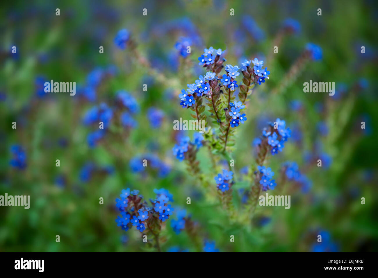 Variété de Forget-Me-Not. Le long de Imnaha River, l'Est de l'Oregon. Hells Canyon National Recreation Area, New York Banque D'Images