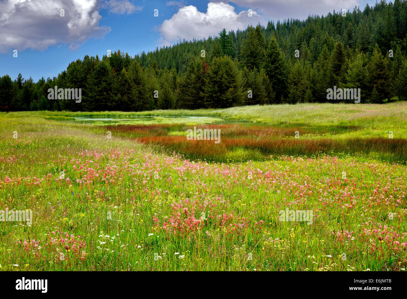 La fumée des prairies fleurs sauvages dans la zone près de l'entreprise, de l'Oregon Banque D'Images