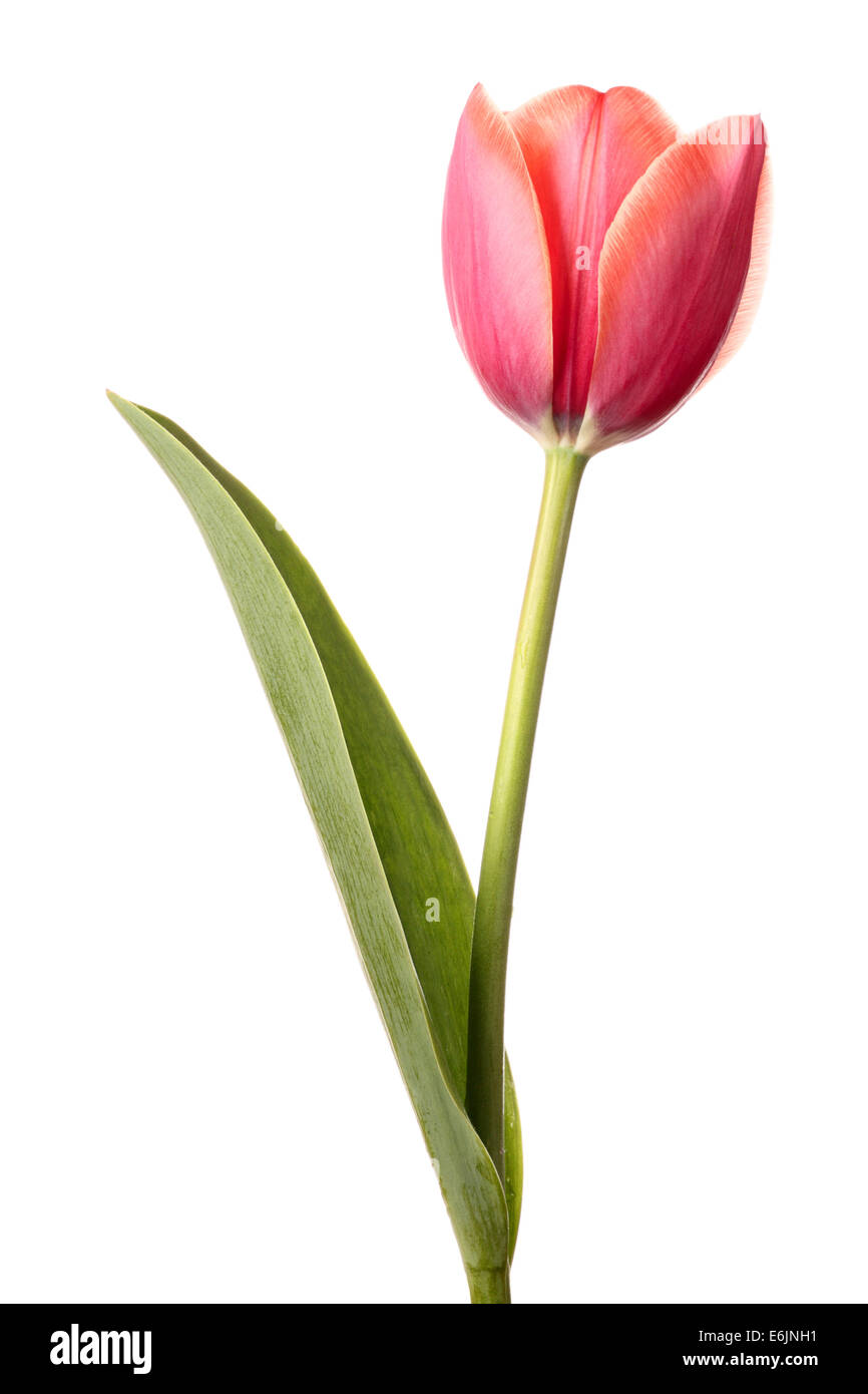 Tulipes. Belle fleur simple isolé sur fond blanc Banque D'Images
