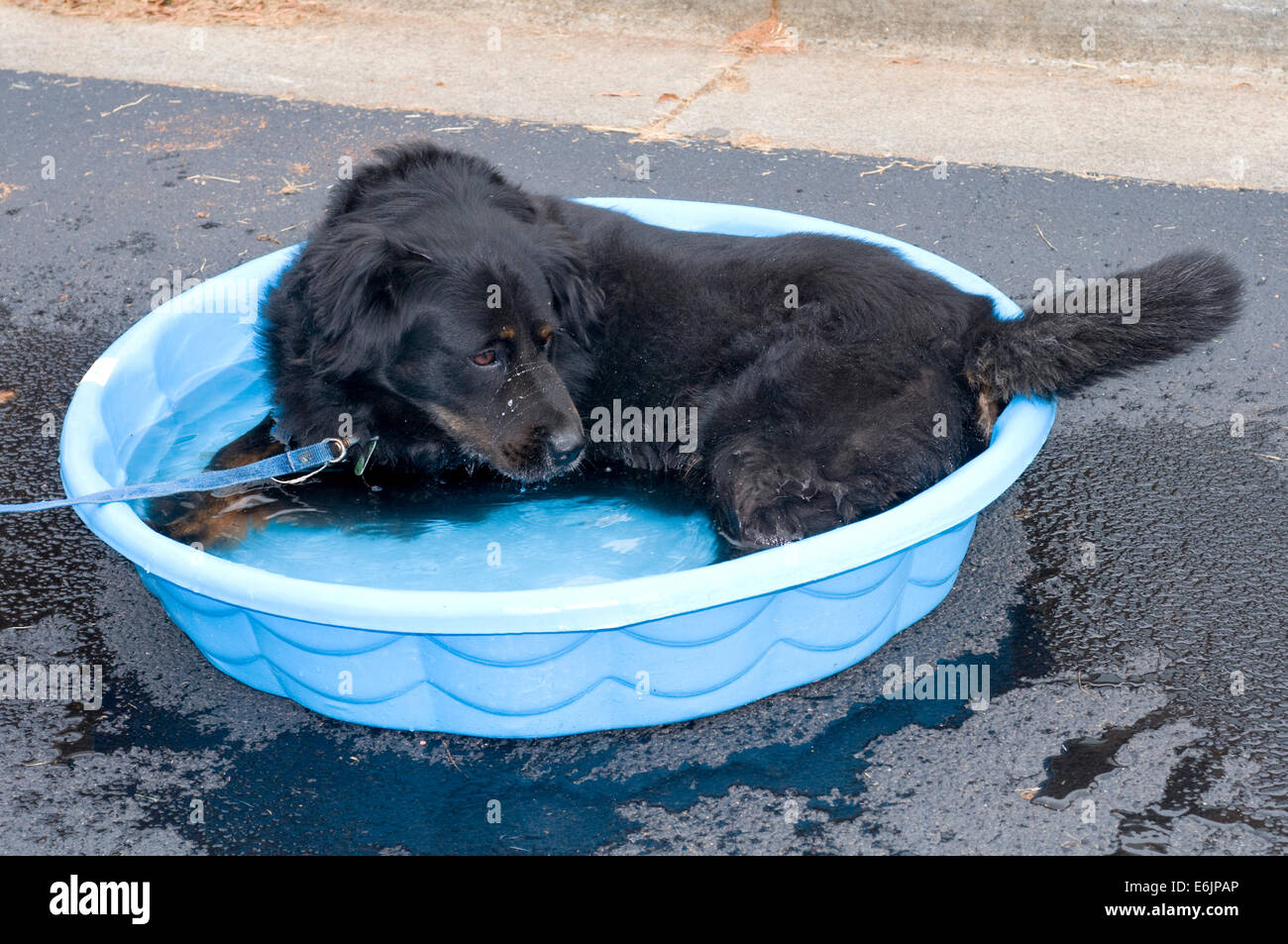 Un gros chien et un débit, le Terre-Neuve est un maître à la natation de longue distance et s'est vrai dans l'instinct de sauvetage e Banque D'Images
