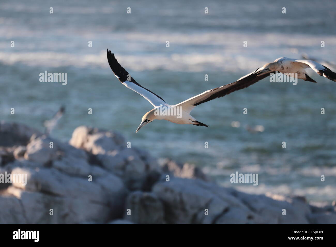 Cape de Bassan volant au-dessus de l'île Bird, Lamberts Bay, Afrique du Sud Banque D'Images