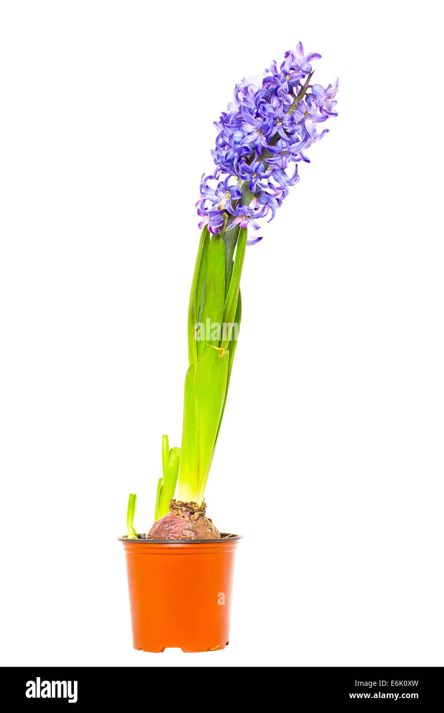 Jacinthe d'eau dans pot de fleurs Photo Stock - Alamy