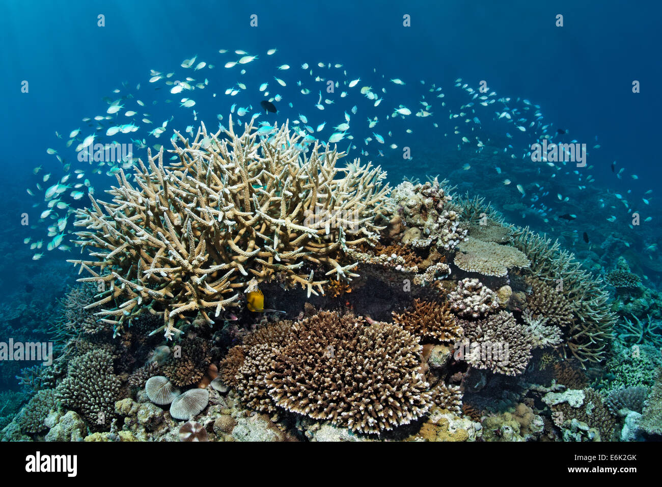 Coral reef avec divers Acropora coraux (Acropora sp.) et d'une école de Chromis vert ou bleu-vert (Chromis Chromis viridis) Banque D'Images