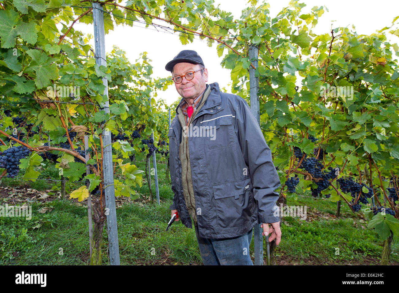 Vigneron debout dans sa vigne au cours de la vendange, Stuttgart, Bade-Wurtemberg, Allemagne Banque D'Images