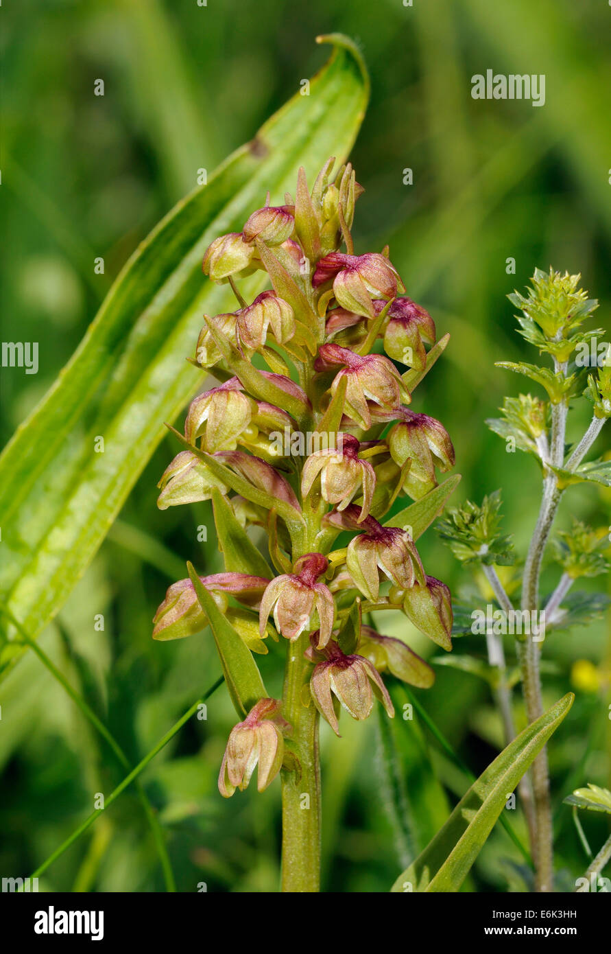 Frog - Orchidée Dactylorhiza viride croissant sur les Hébrides extérieures, de "machair" Banque D'Images
