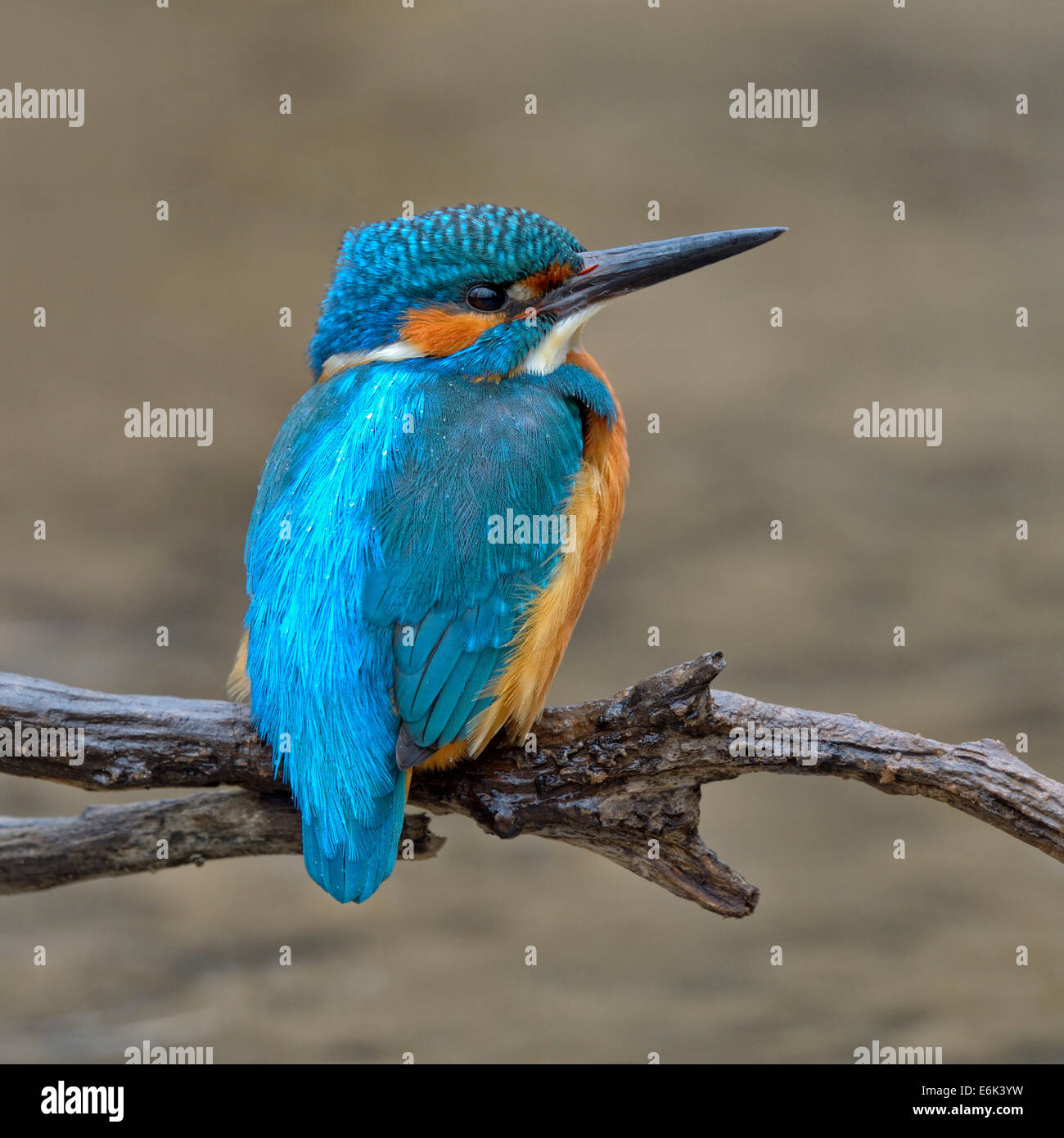 Kingfisher (Alcedo atthis), homme à la perche avec de légères pluies, la Réserve de biosphère du Jura souabe, Bade-Wurtemberg, Allemagne Banque D'Images