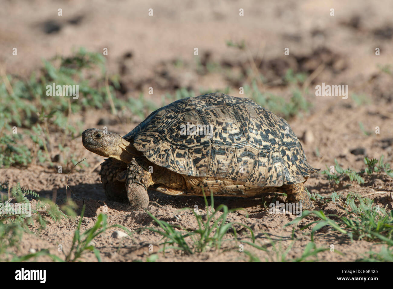 Tortue léopard (Geochelone pardalis), Kgalagadi Transfrontier Park, Northern Cape, Afrique du Sud Banque D'Images