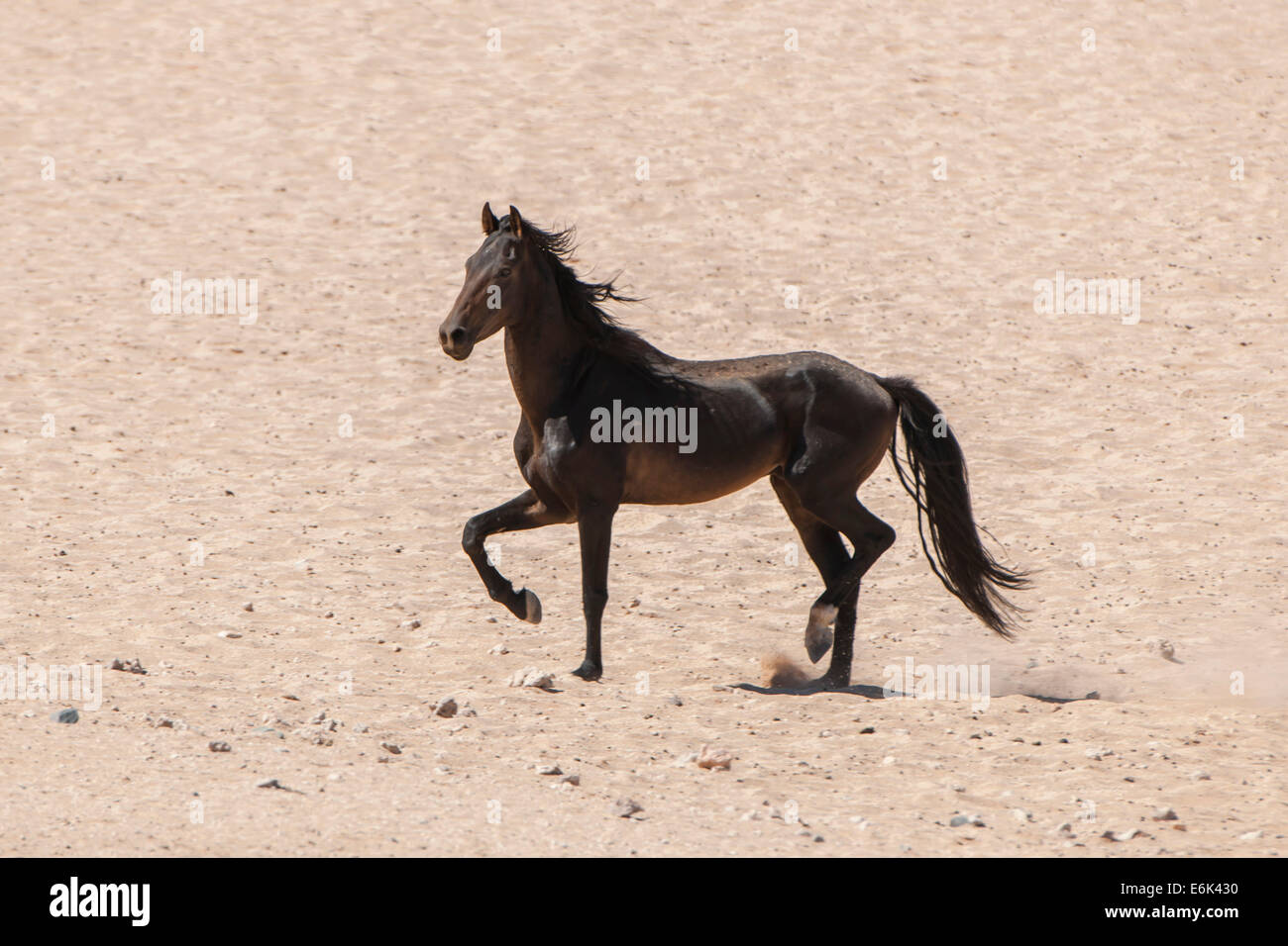 Cheval sauvage dans le désert du Namib, un descendant des chevaux de la force de protection coloniale allemande dans le Sud-Ouest Africain allemand Banque D'Images