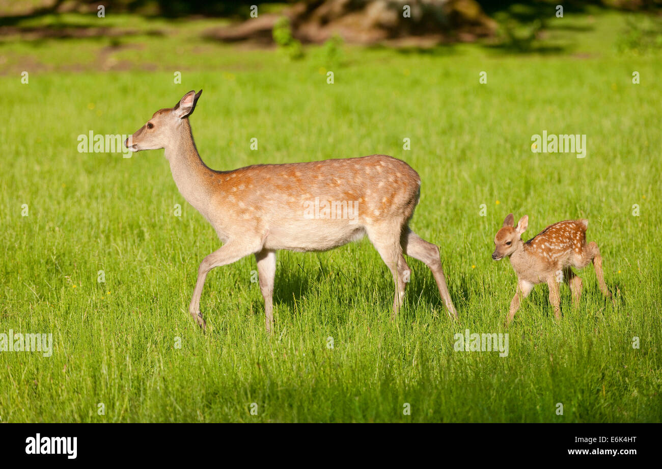 Le cerf sika (Cervus nippon), Hind avec de jeunes, captive, Bavière, Allemagne Banque D'Images