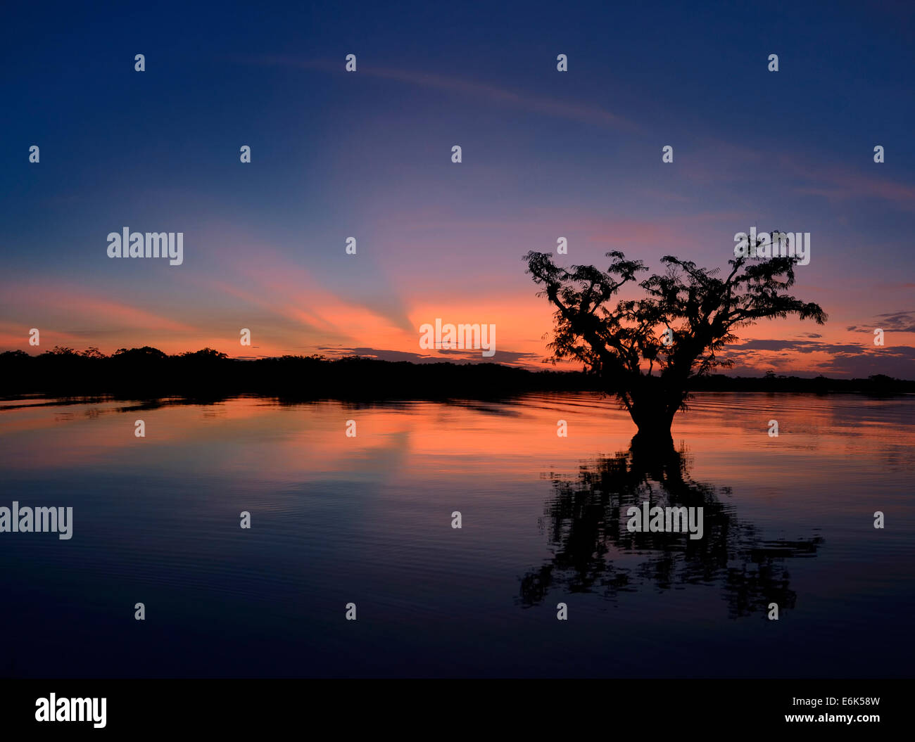 Arbres, coucher du soleil, le rio Cuyabeno, rivière Cuyabeno, Equateur Banque D'Images