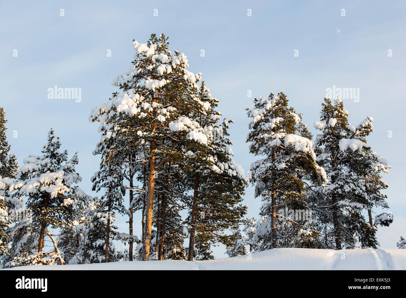 Arbres couverts de neige, près de utsjoki, Laponie, Finlande Banque D'Images